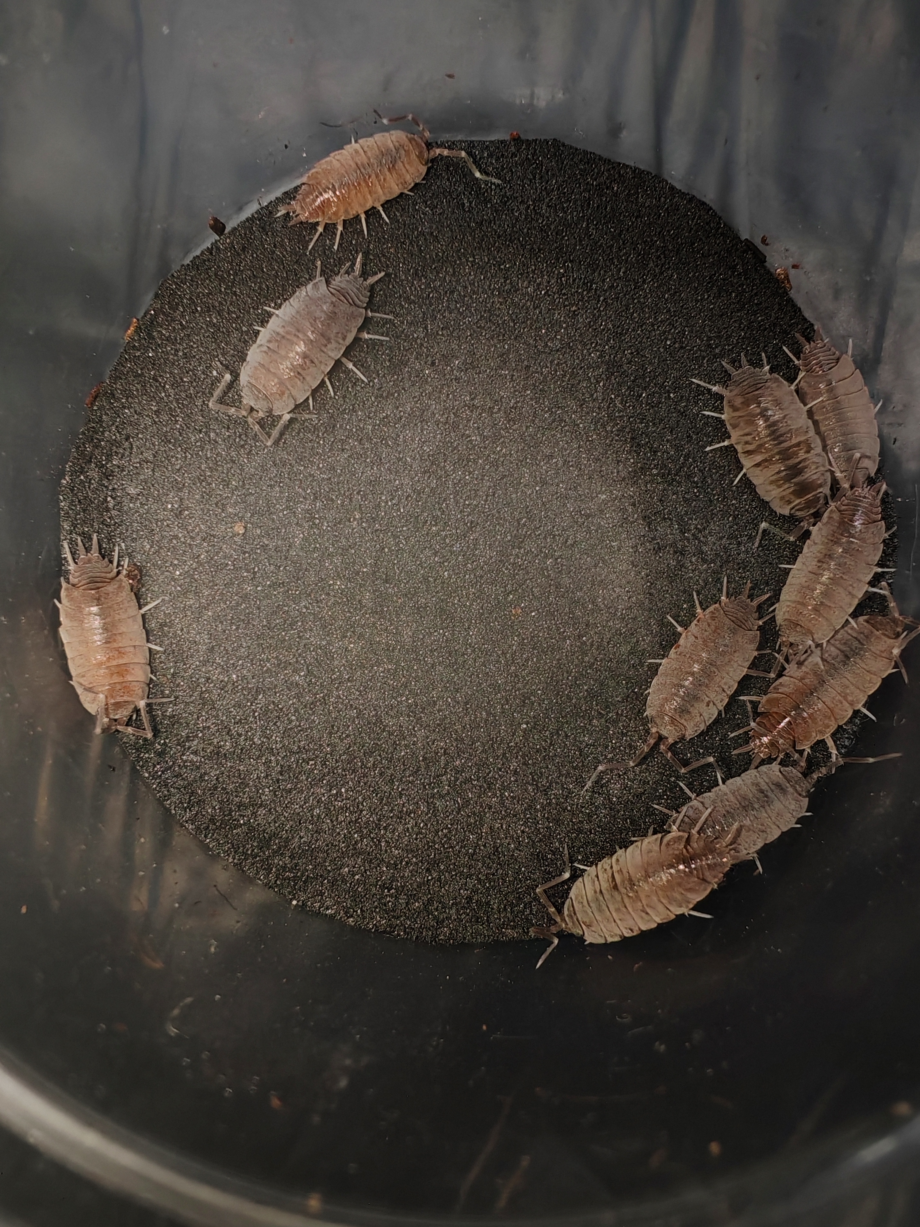 PORCELLİONİDES PRUİNOSUS POWDER BLUE