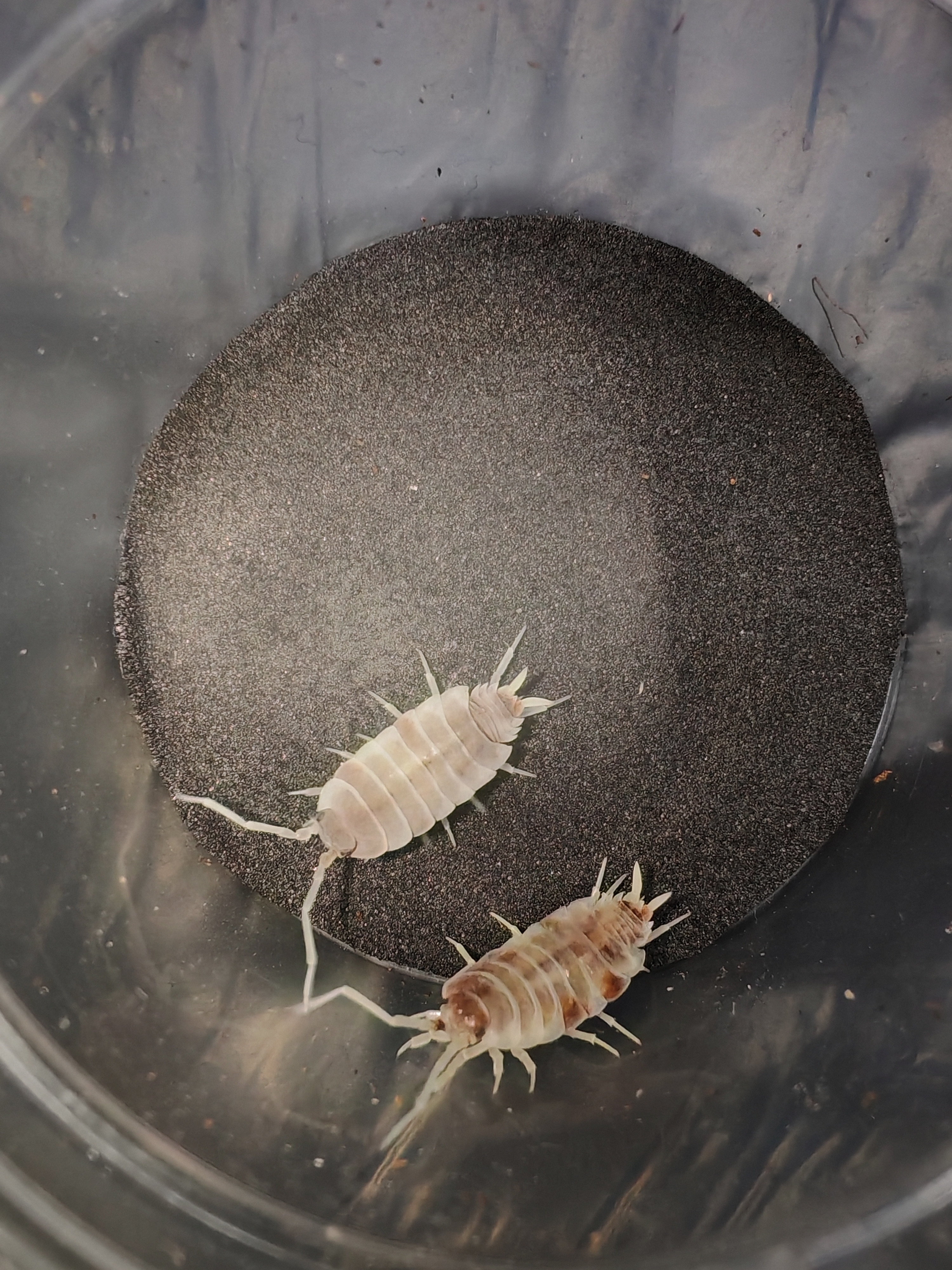 PORCELLİONİDES PRUİNOSUS ORANGE KOİ