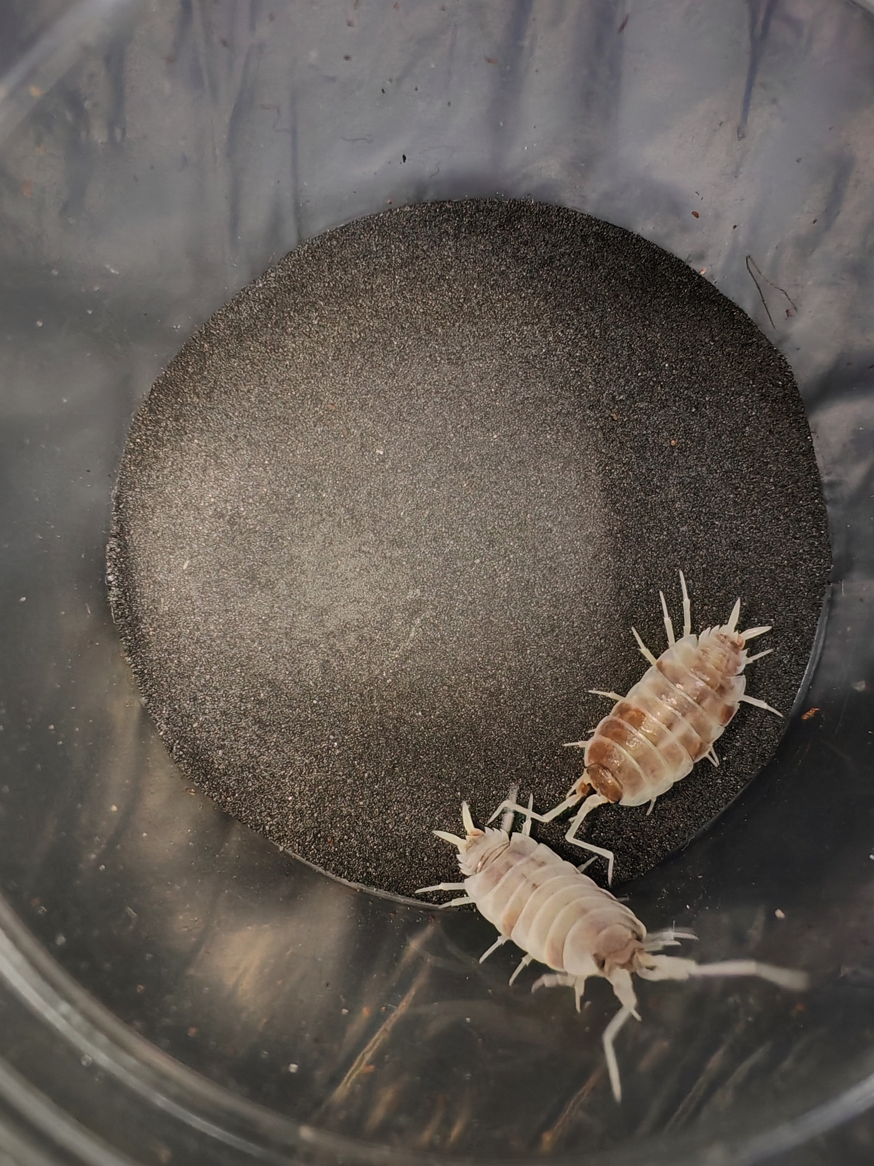 PORCELLİONİDES PRUİNOSUS ORANGE KOİ