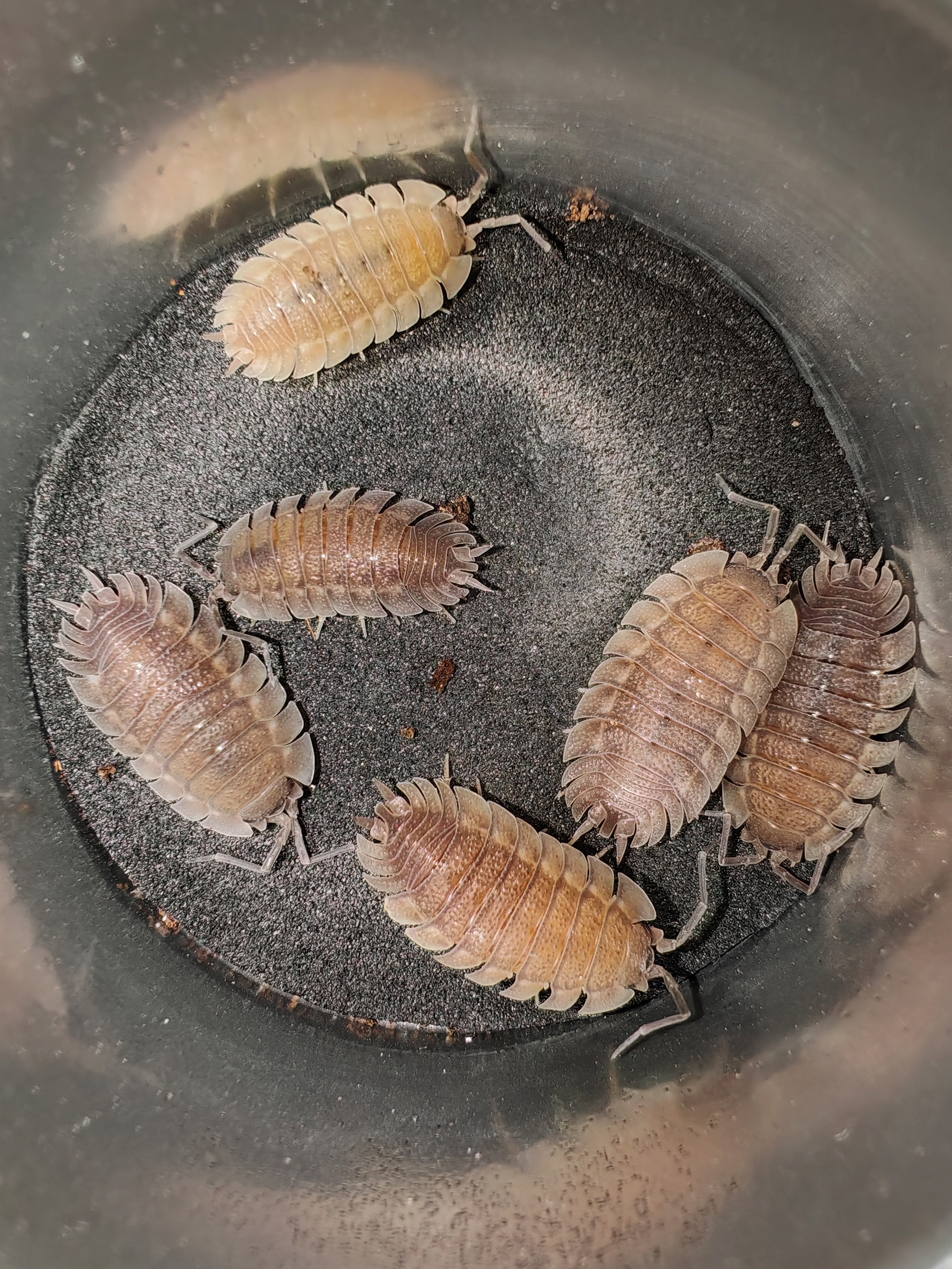 PORCELLİO CİLİCİUS