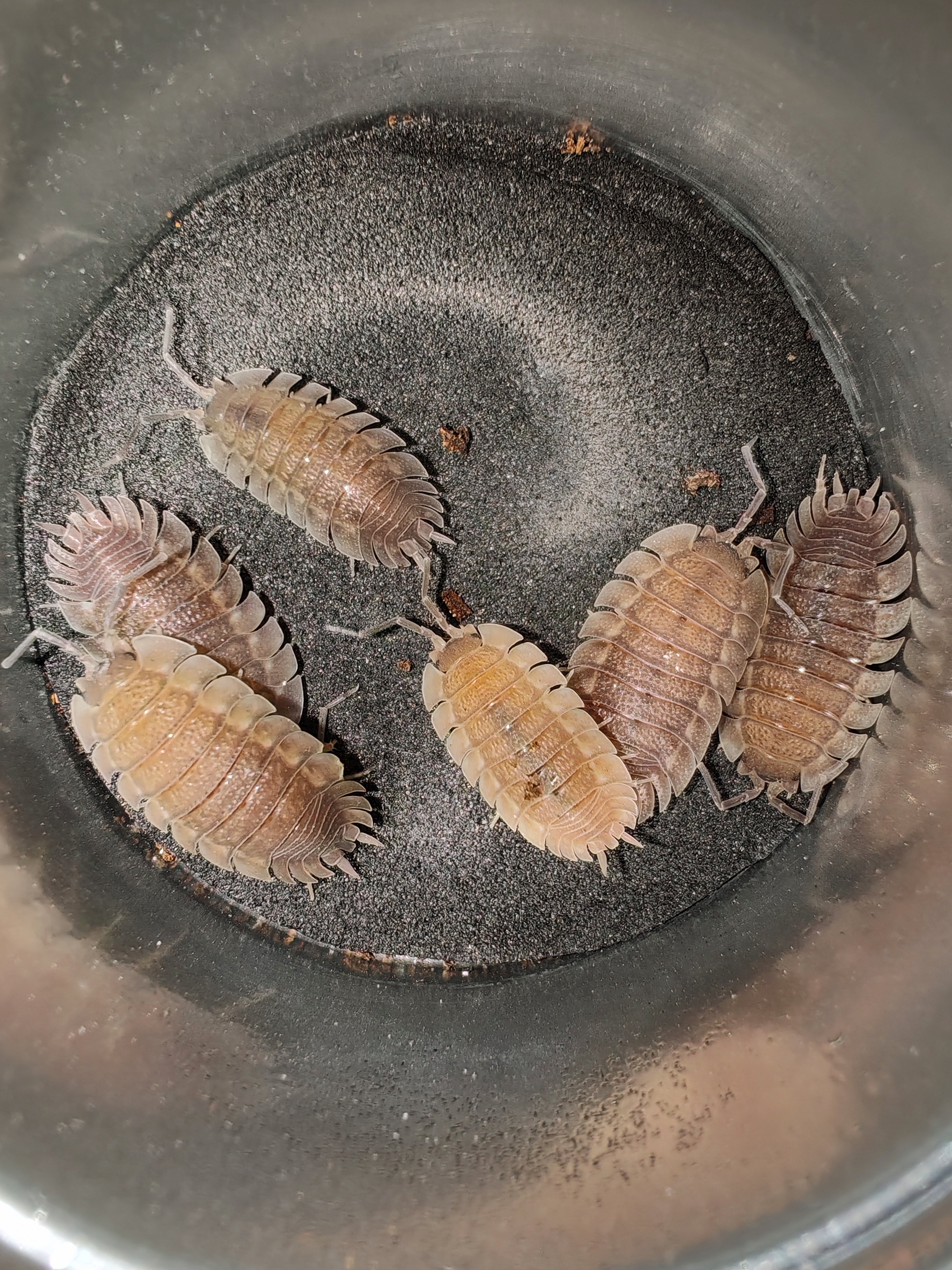 PORCELLİO CİLİCİUS