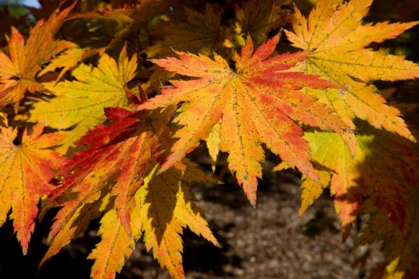 ÇINAR YAPRAĞI (STERİLİZE DEĞİL)