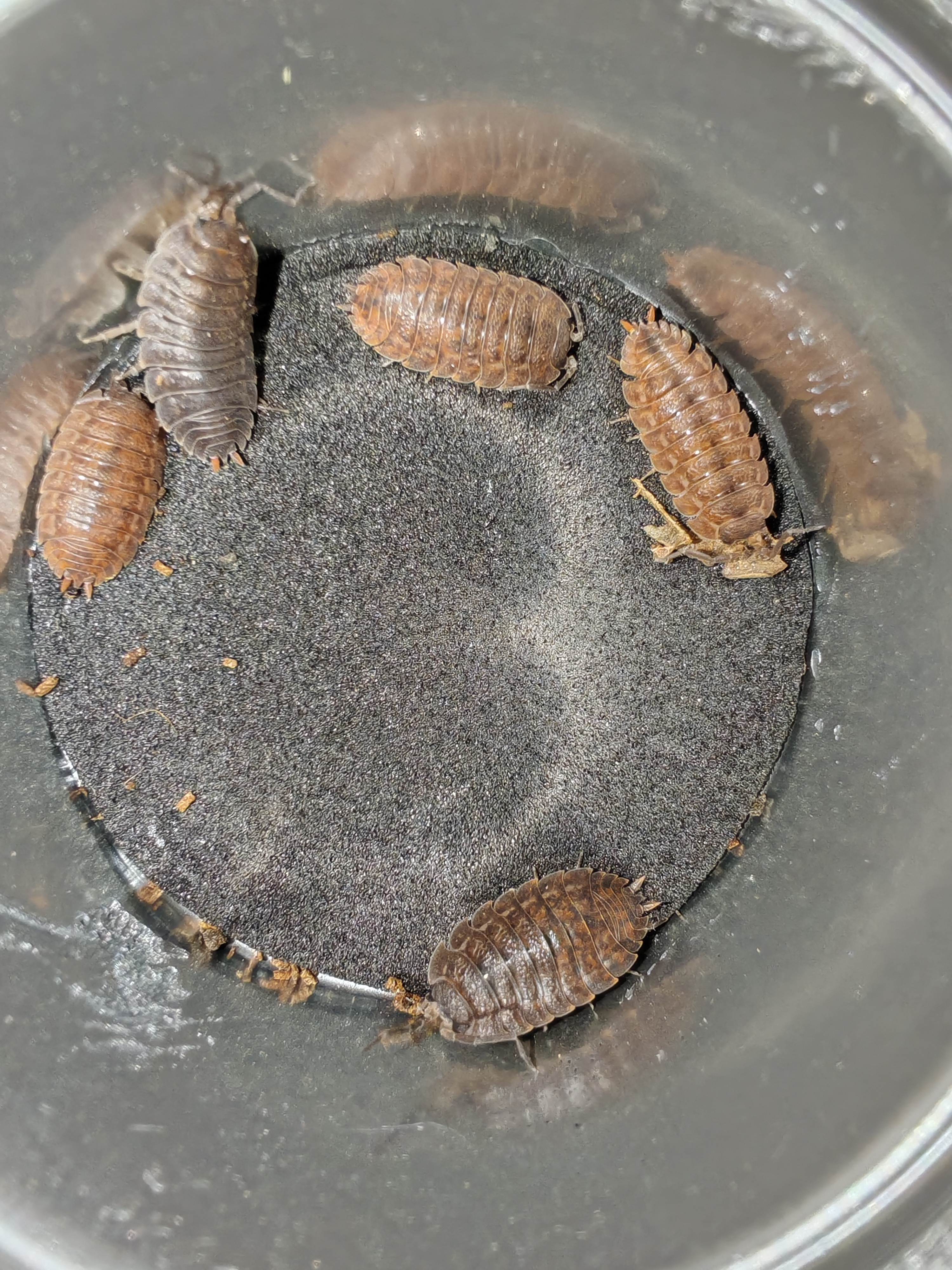 TRACHELİPUS SQUAMULİGER