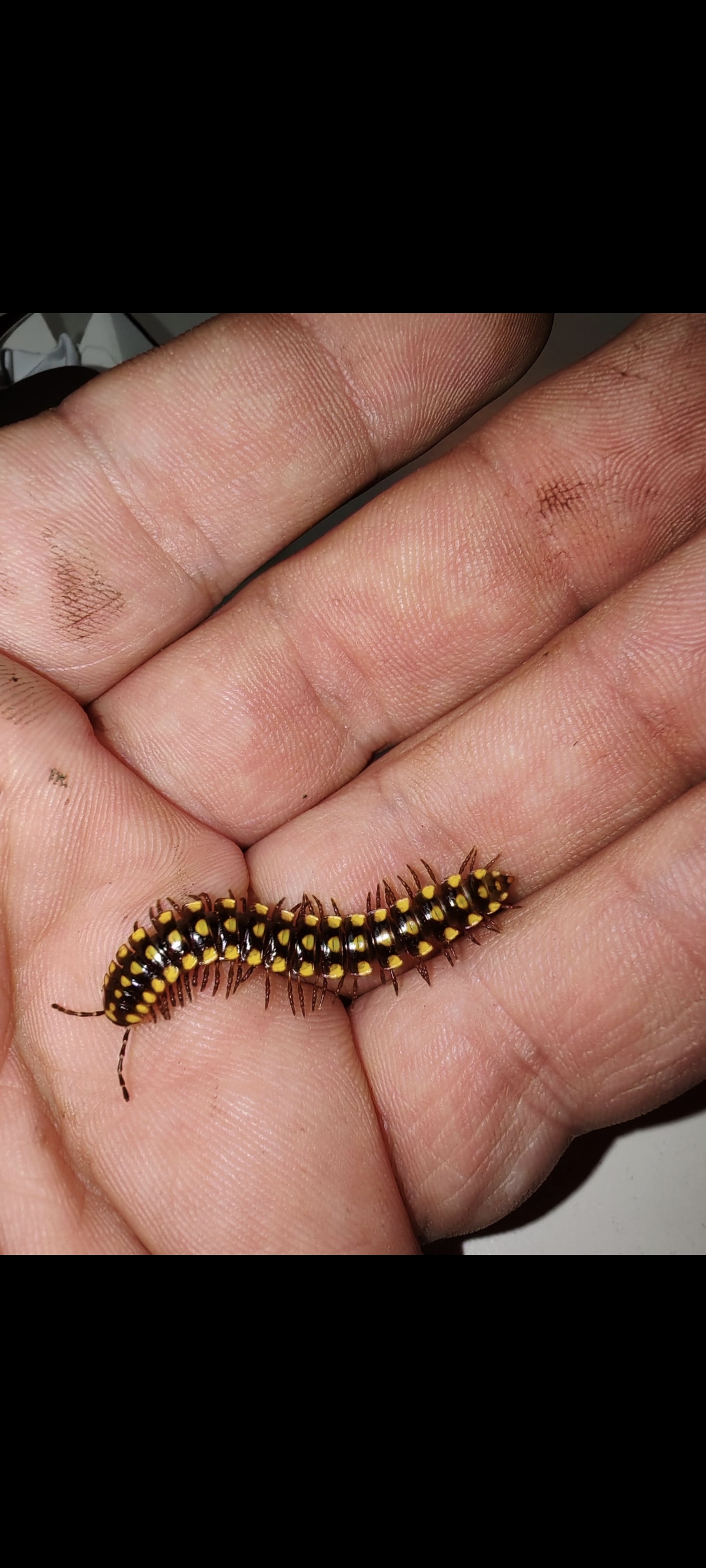 MELAPHE VESTİTA YELLOW SPOTTED