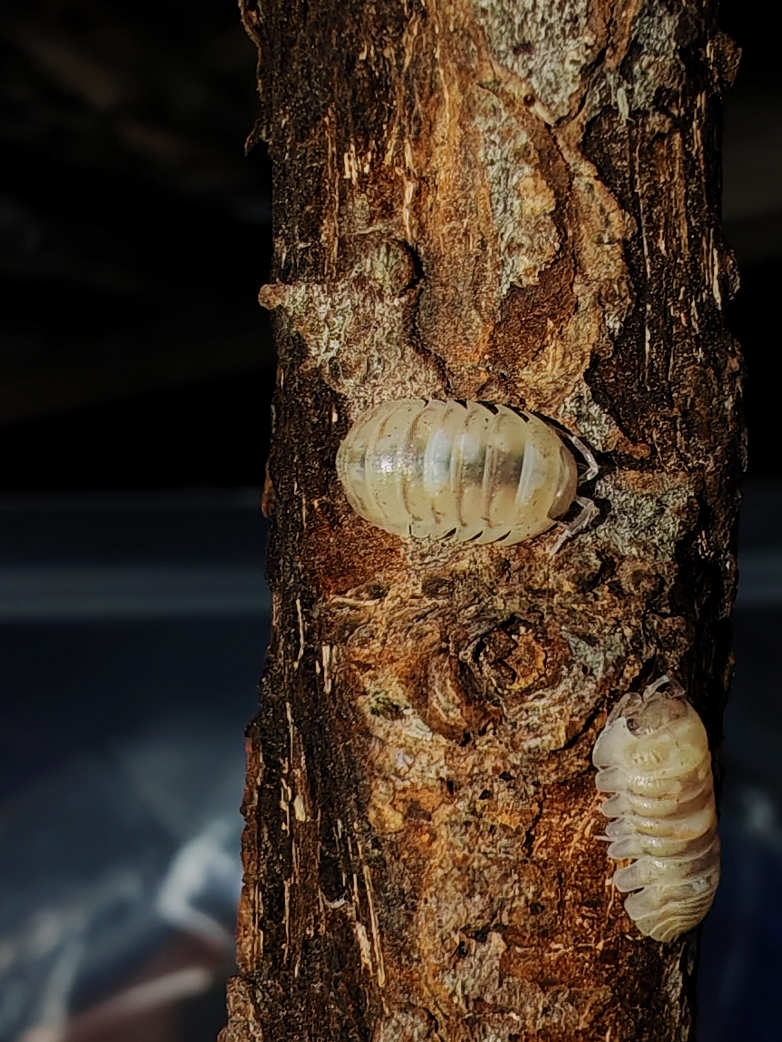 ARMADİLLİDİUM ESPANYOLİİ MARBELİZED