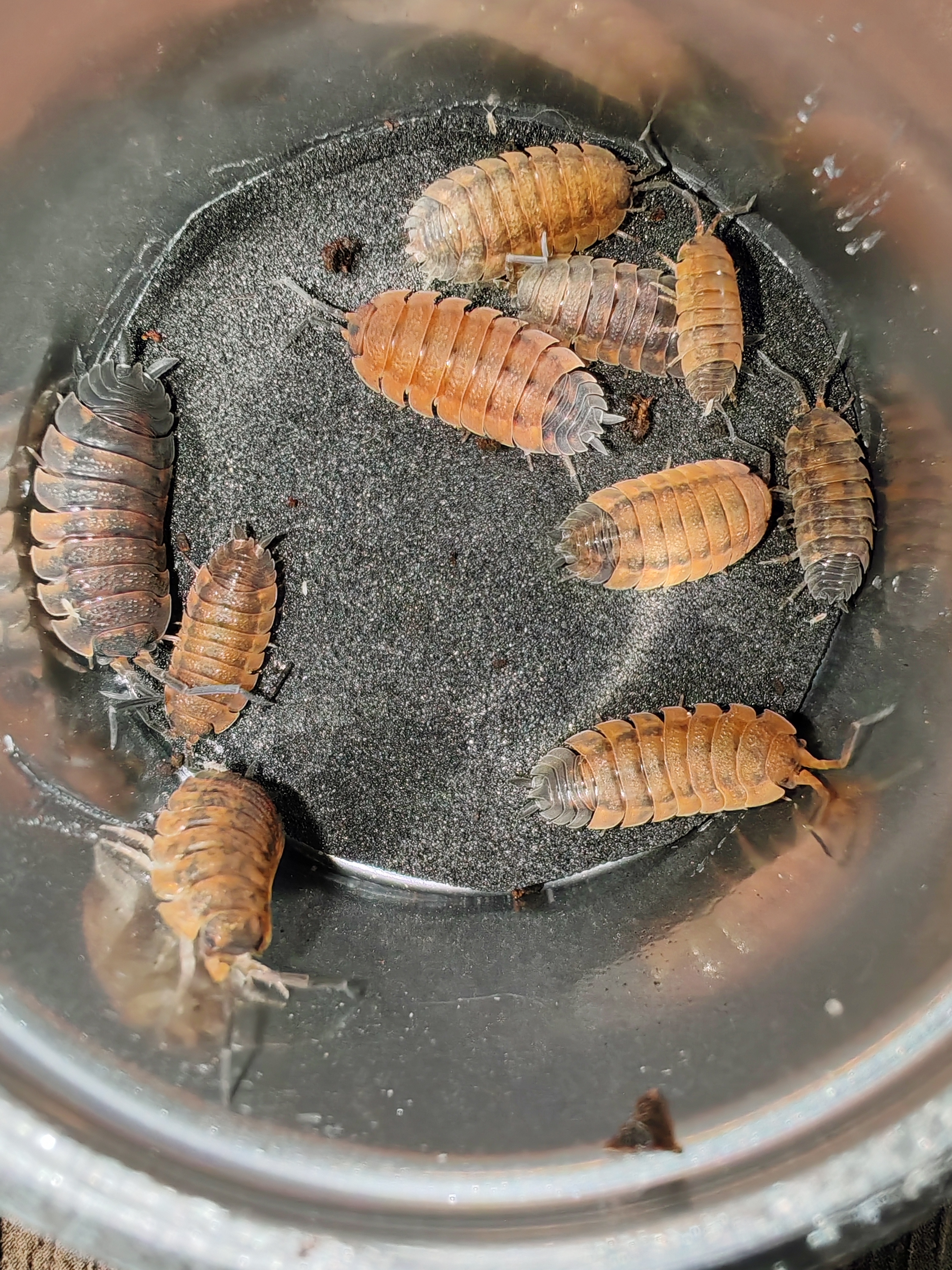 PORCELLİO SCABER LAVA