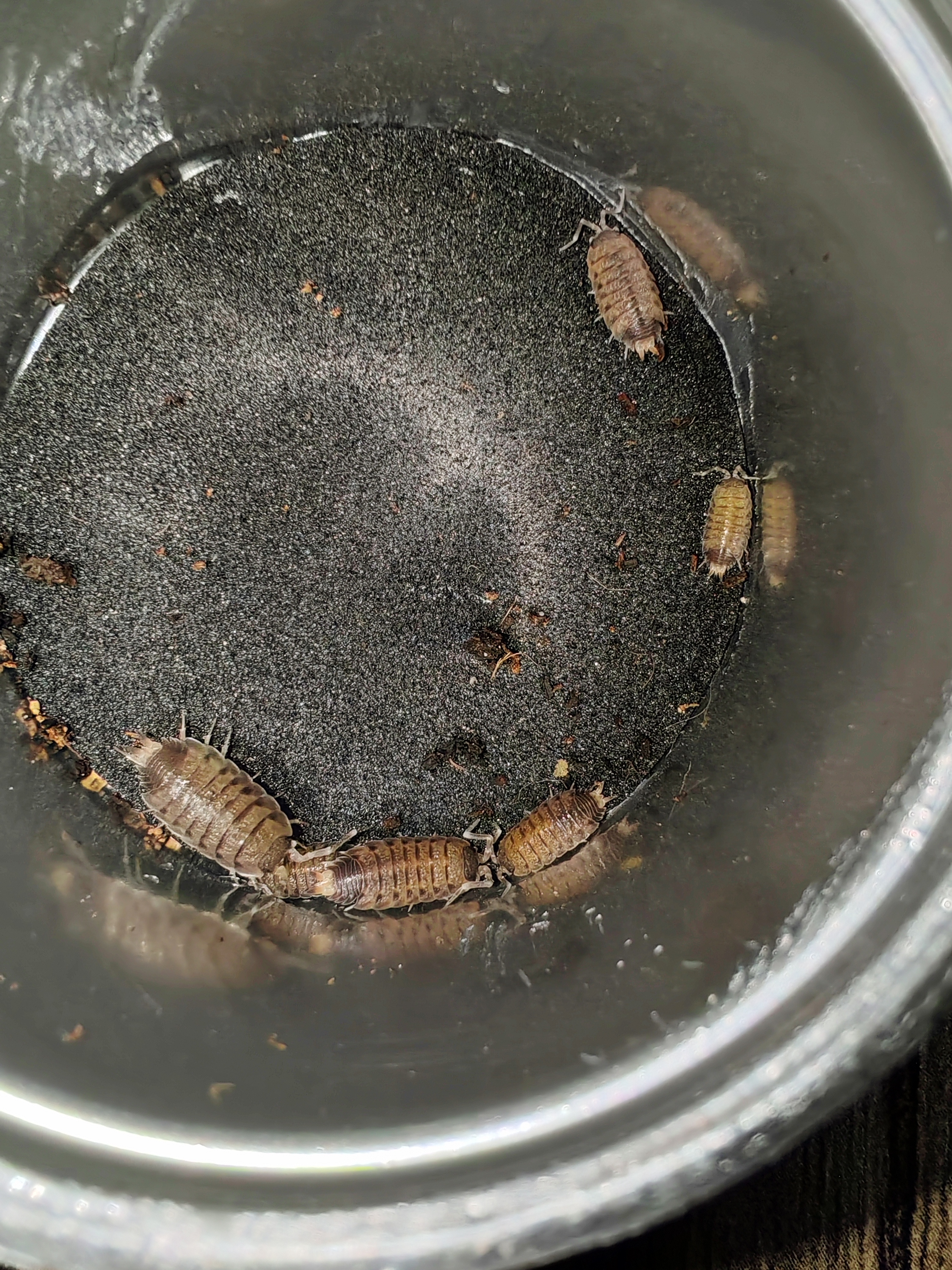 PROPORCELLİO VULCANİUS